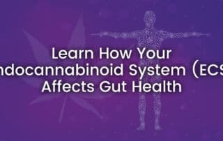 Endocannabinoid System (ECS) learn how it affects gut health